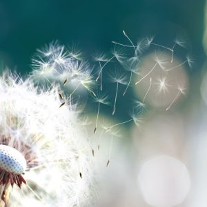 Navigating Grief and Loss