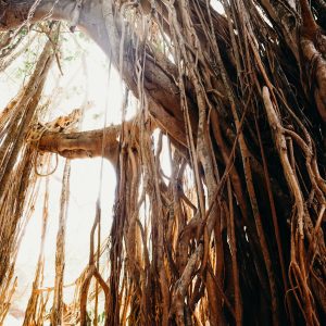 Weaving The New Dreaming